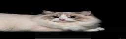 Ragdoll cats for sale: ACTIVE REGISTER BEST RAGDOLL IN UK BOY - Advert 3