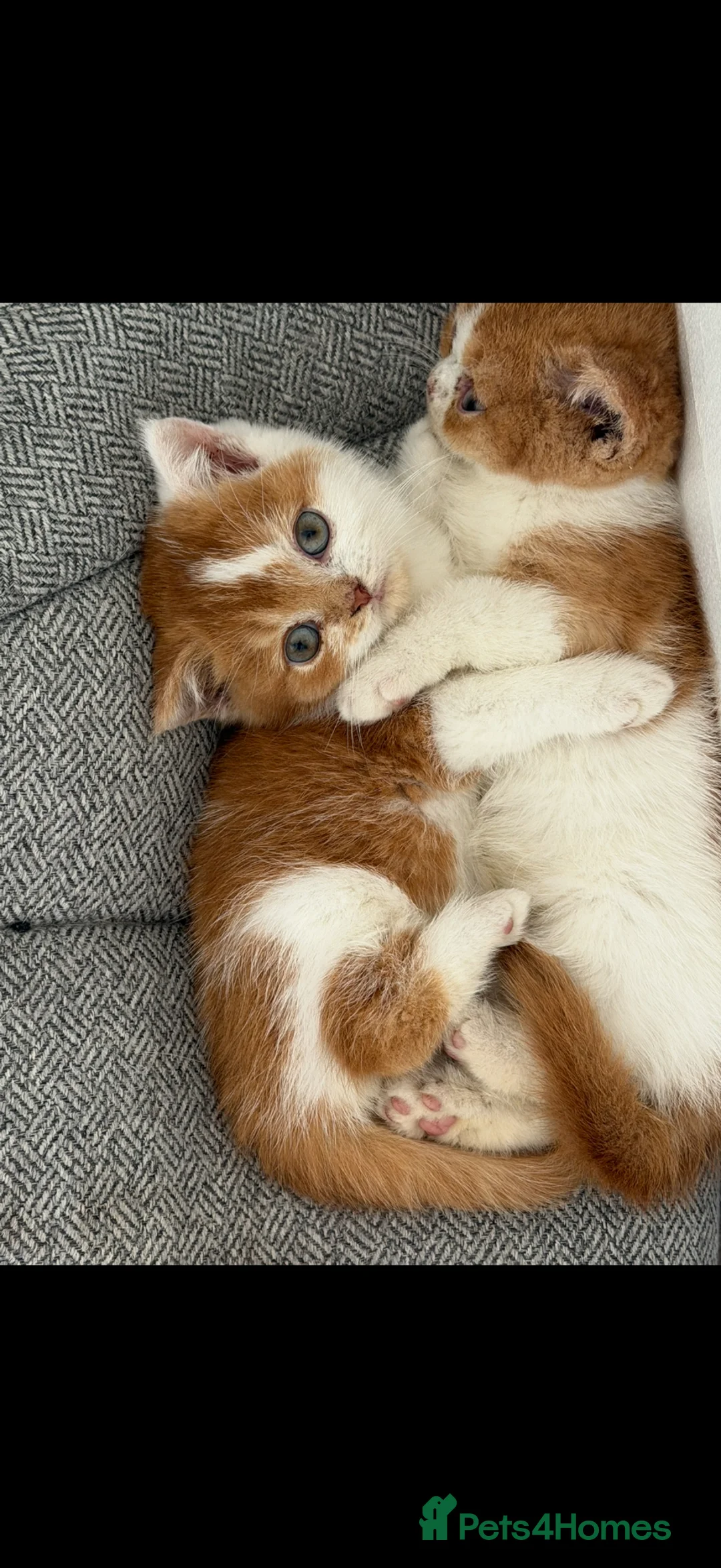 British Shorthair cats for sale: British short hair kittens  - Advert 1