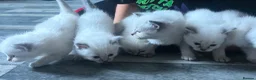 Ragdoll cats for sale: Fluffy ragdoll kitty’s  - Advert 28