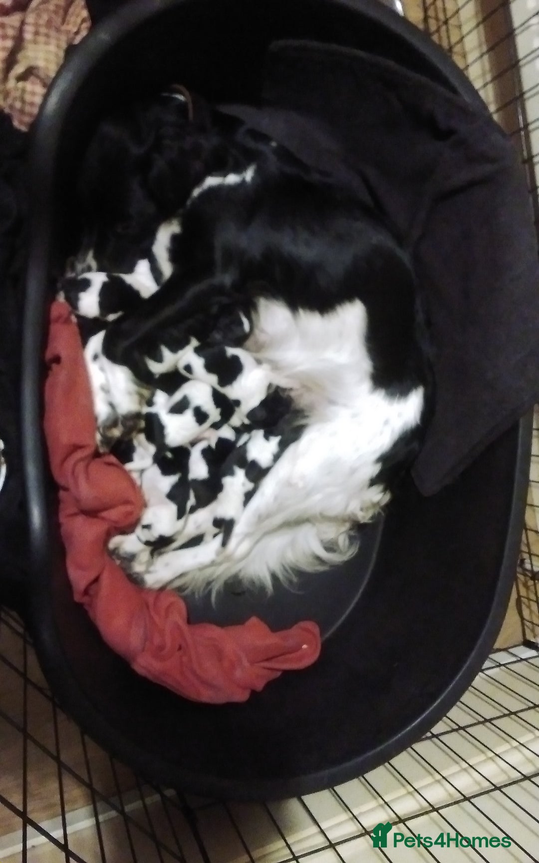 English Springer Spaniel dogs for sale: ESS puppies especially bred for autistic persons - Advert 2