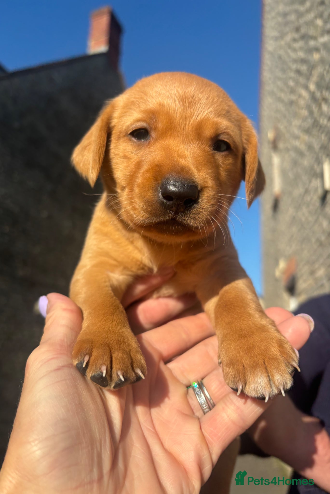 Labrador Retriever dogs Shiny Red Labrador Pups!  - Advert 1