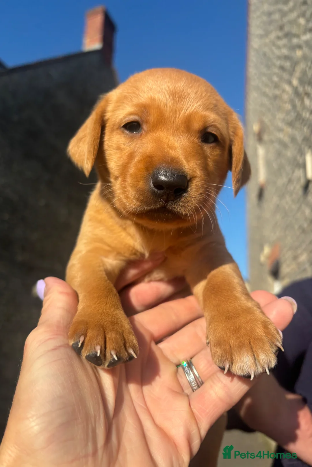 Labrador Retriever dogs for sale: Shiny Red Labrador Pups!  - Advert 1