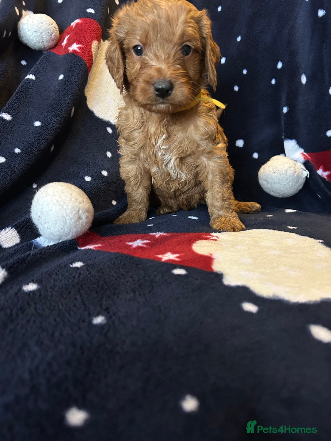 Labradoodle dogs for sale: 🐾F1b Healthy Labradoodle Puppies – Ready 18 Dec🐾 - Advert 35