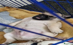 Pug dogs for sale: 2 beautiful pugs looking for their forever home - Image 14