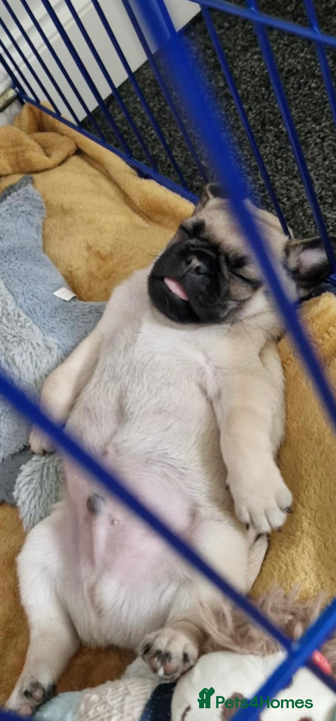 Pug dogs for sale: 2 beautiful pugs looking for their forever home - Image 14