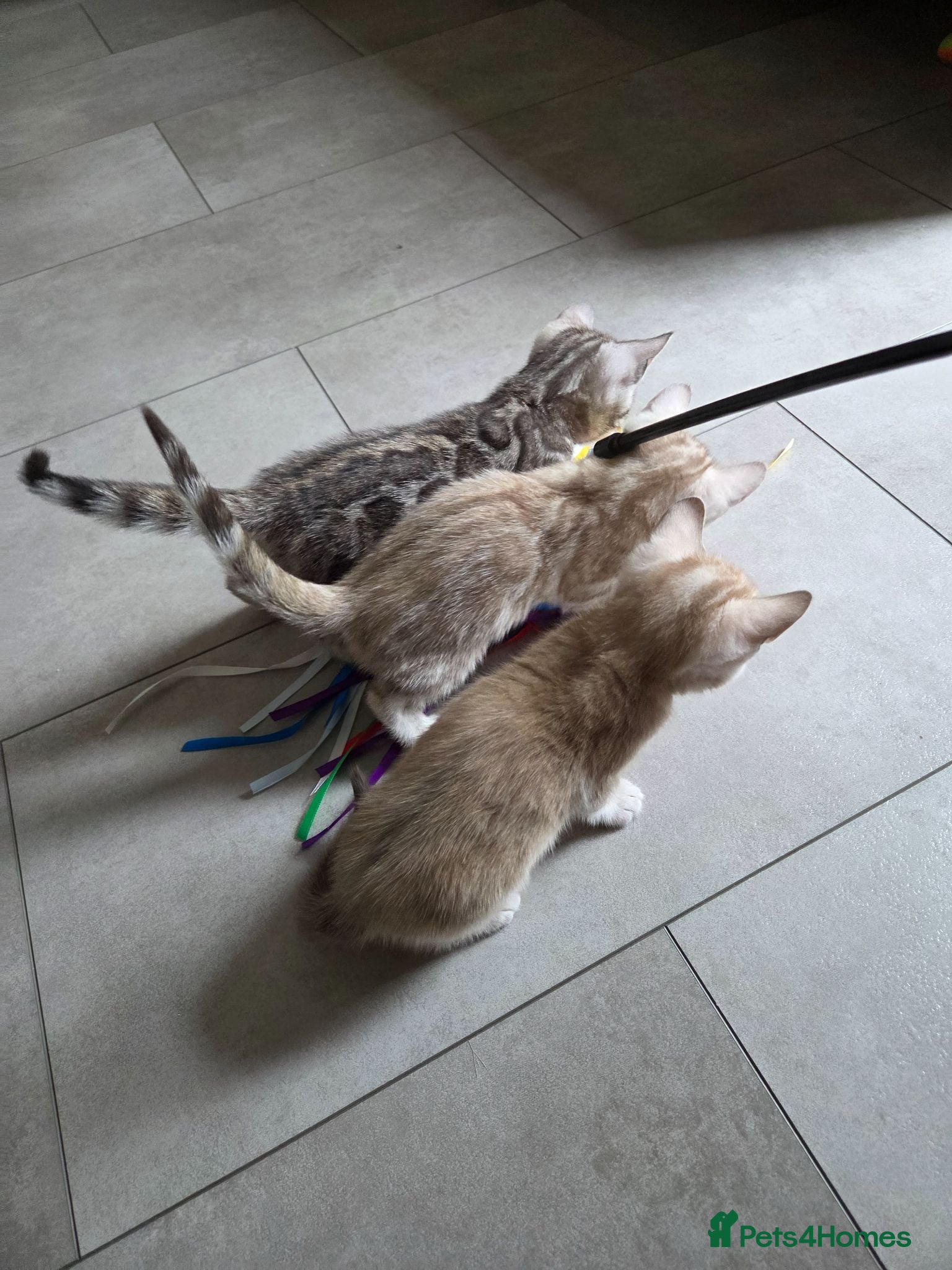 Bengal cats Pure Bengals Stunning Colour-ready for rezervation - Advert 2