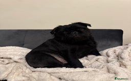 Jug dogs for sale: 2 small dogs for adoption - Image 6