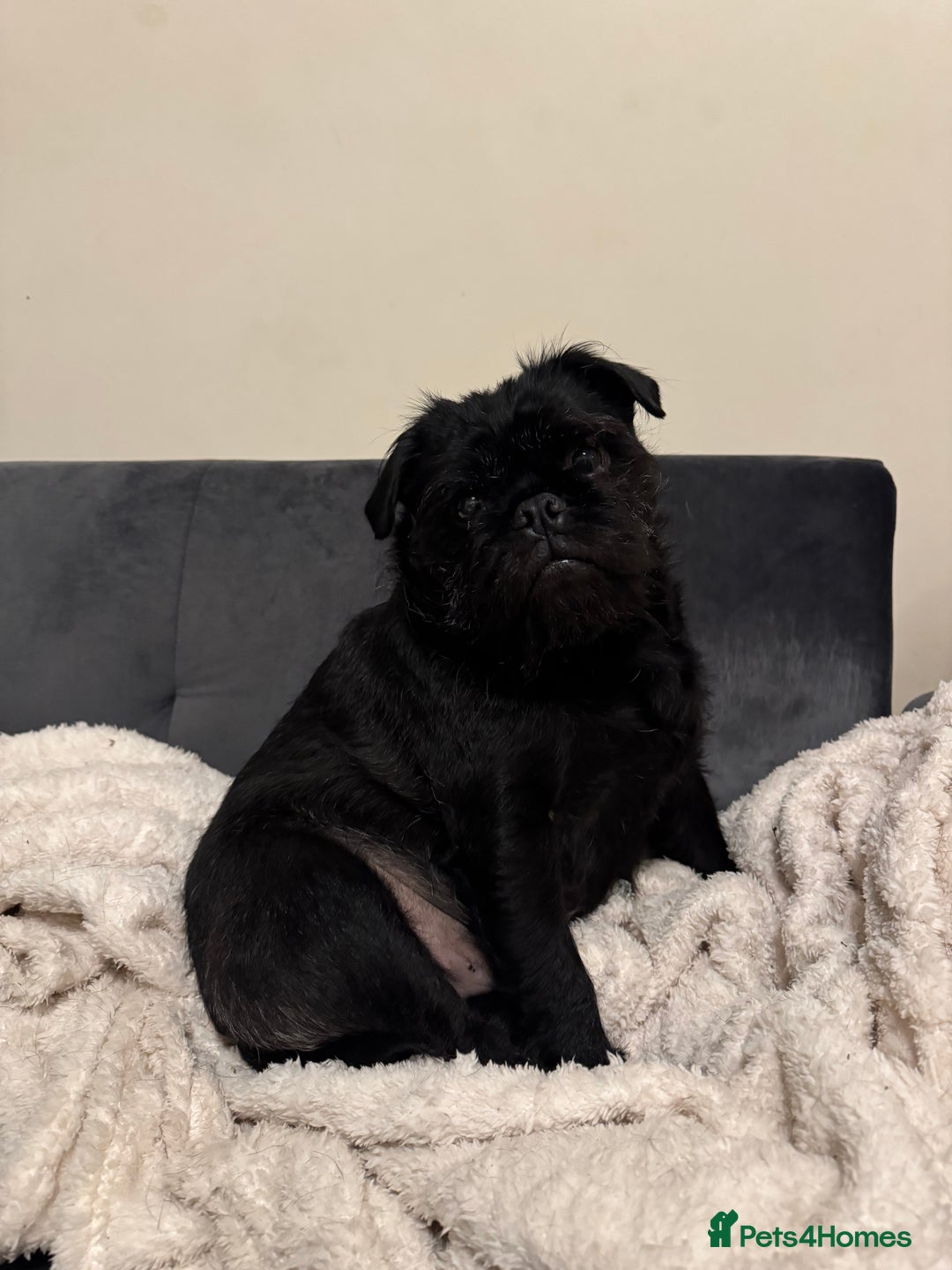 Jug dogs for sale: 2 small dogs for adoption - Image 6