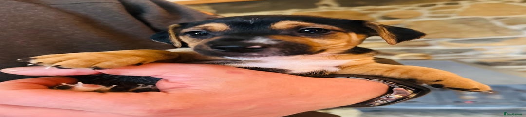 Jack Russell Puppy 2