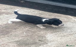 Mixed Breed dogs for sale: Speagle pup (male) - Image 4