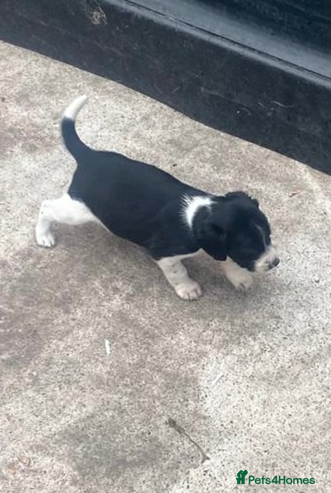 Mixed Breed dogs for sale: Speagle pup (male) - Image 4