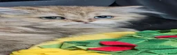 British Shorthair cats for sale: Bsh GOLDEN Chunky Kittens🐱 Ready go now - Advert 3