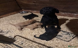 Labradoodle dogs for sale: Stunning miniature Labradoodle  - Image 9
