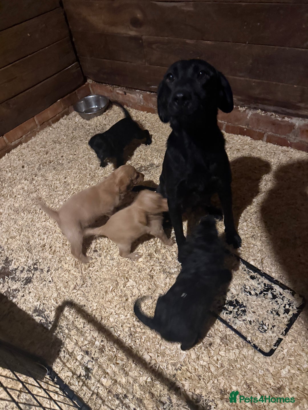 Labradoodle dogs for sale: Stunning miniature Labradoodle  - Image 9