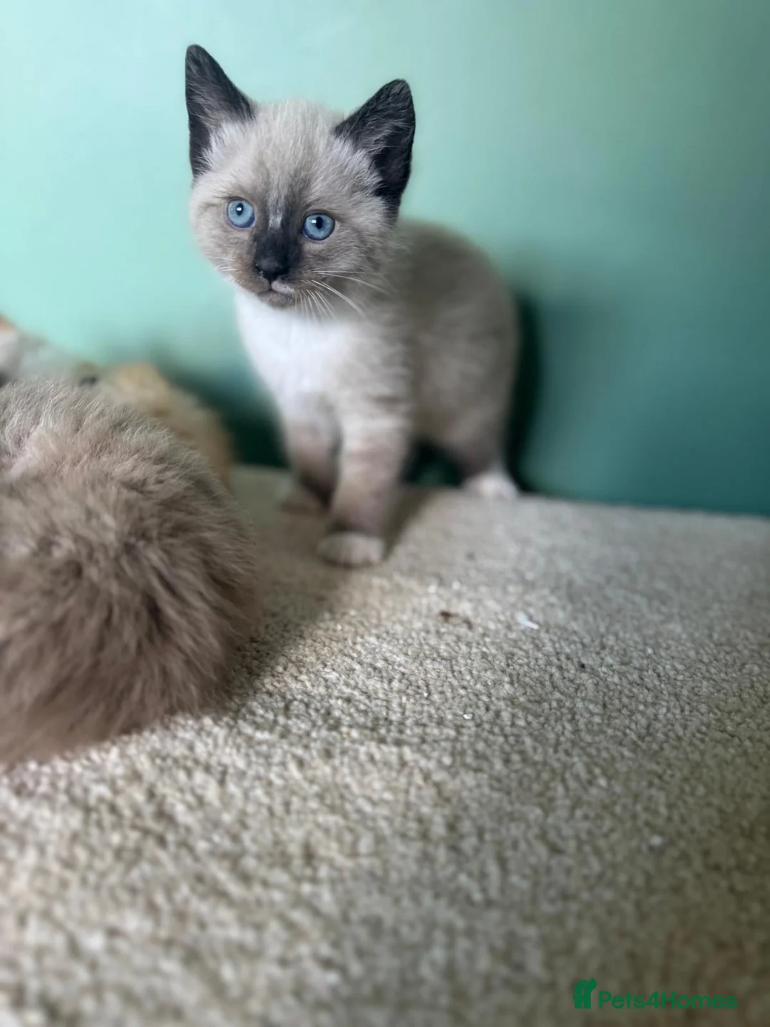 Ragdoll cats for sale: Beautiful Ragdoll X Kittens  in Stockton-on-Tees - Advert 5