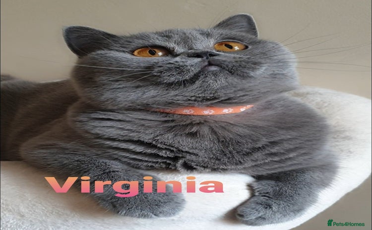 British Shorthair cats - Advert 14