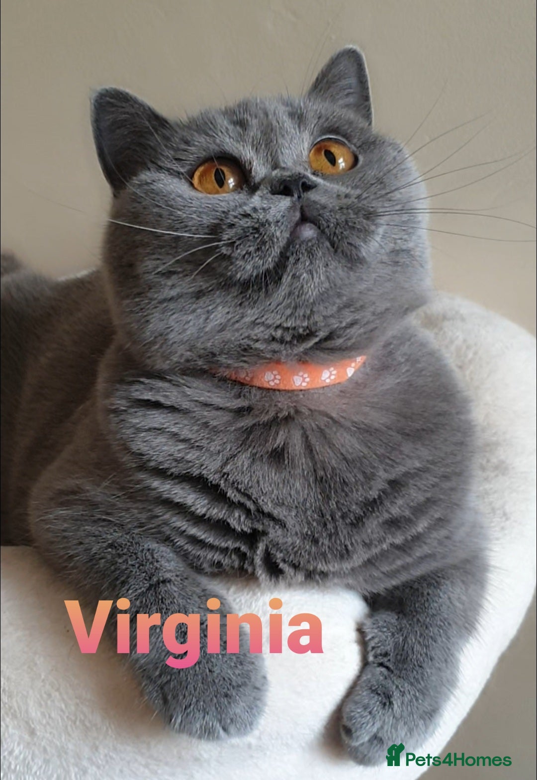 British Shorthair cats for sale: Closing of BSH cattery, 50% discount  - Image 2