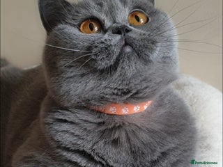 British Shorthair cats - Advert 16