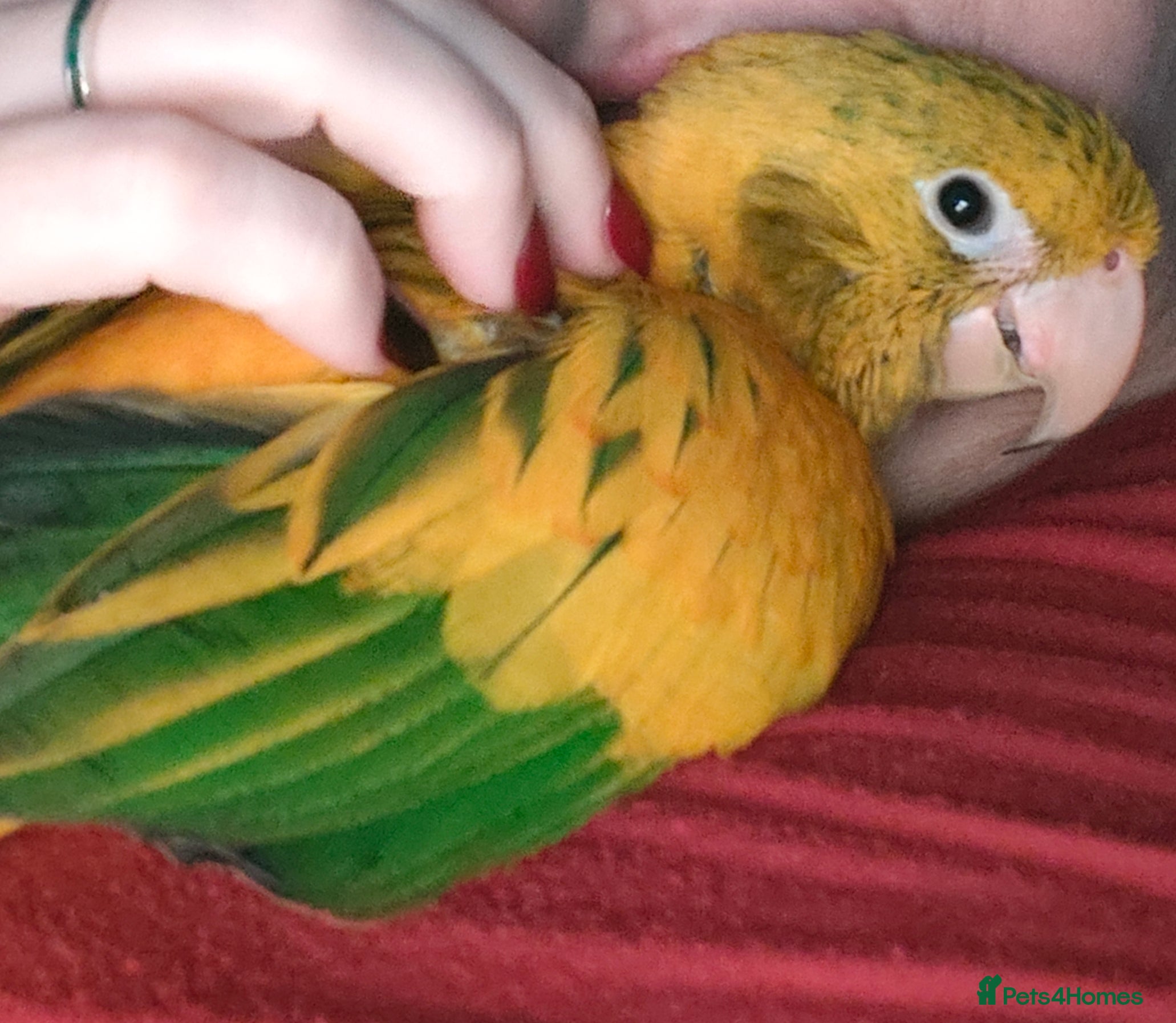 Conures birds Golden Conure Queen of Bavaria Female Baby 7 mths in Knutsford - Advert 1