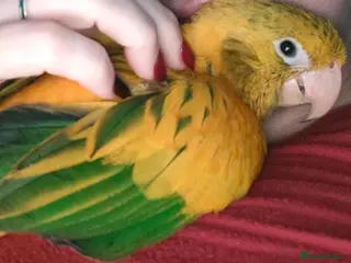 Conures birds Golden Conure Queen of Bavaria Female Baby 7 mths in Knutsford - Advert 1