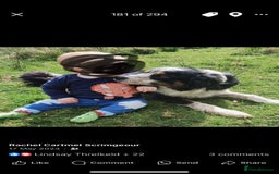 Border Collie dogs for sale: ISDS Registered Male puppies  - Image 10