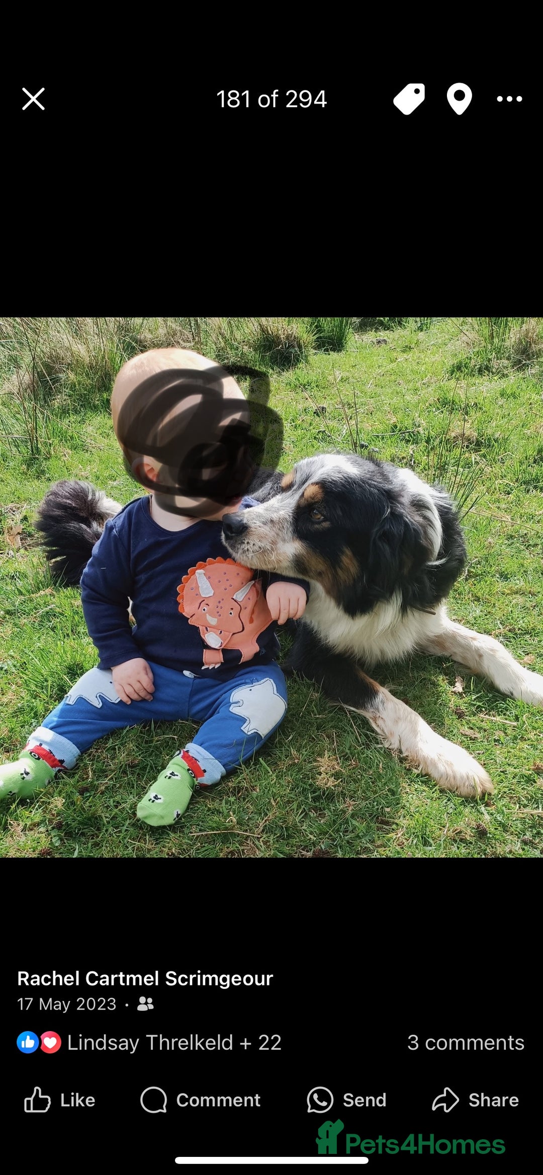 Border Collie dogs for sale: ISDS Registered Male puppies  - Image 10