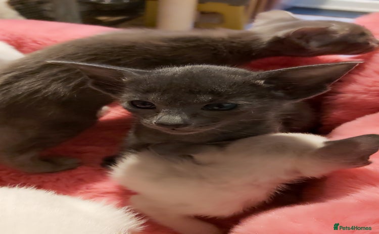 Oriental cats - Advert 2