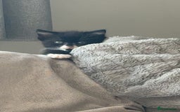 Mixed Breed cats for sale: Black female kitten  - Image 5