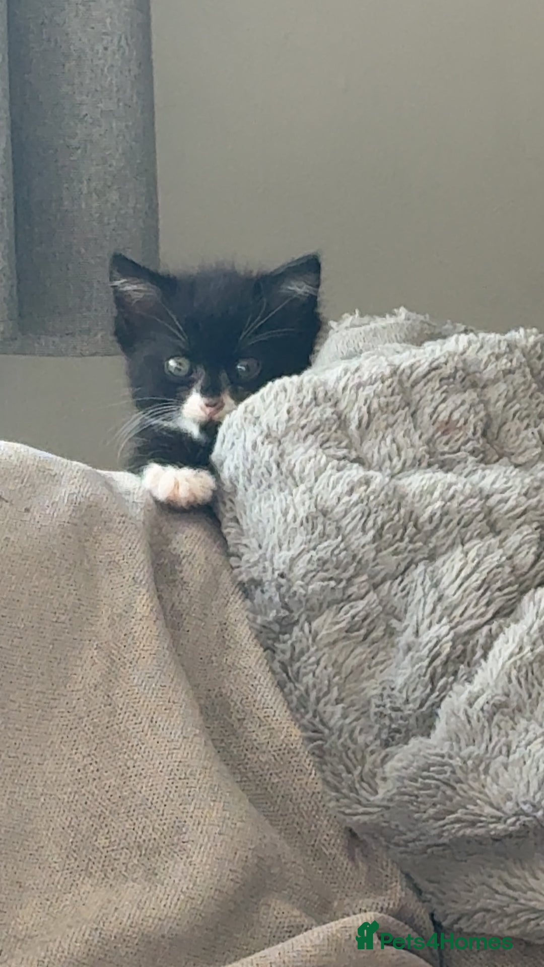 Mixed Breed cats for sale: Black female kitten  - Image 5