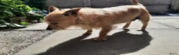 Jack Chi dogs for sale: Jack chi female Honey - Advert 9