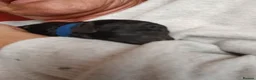 Mixed Breed dogs for sale: 3 Adorable F2B crested poos in Withernsea - Advert 11