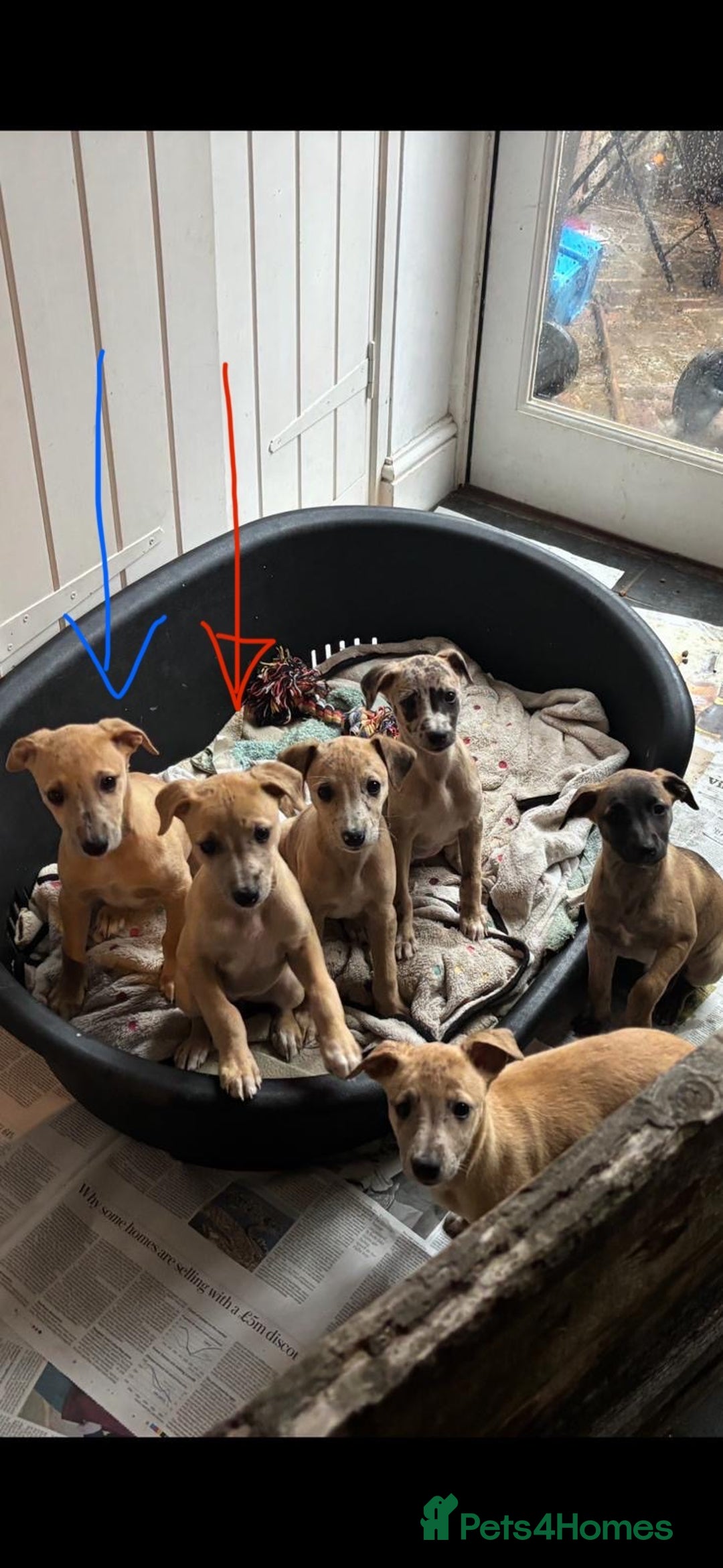 Whippet dogs for sale: 99% whippets (Merle) - Image 6
