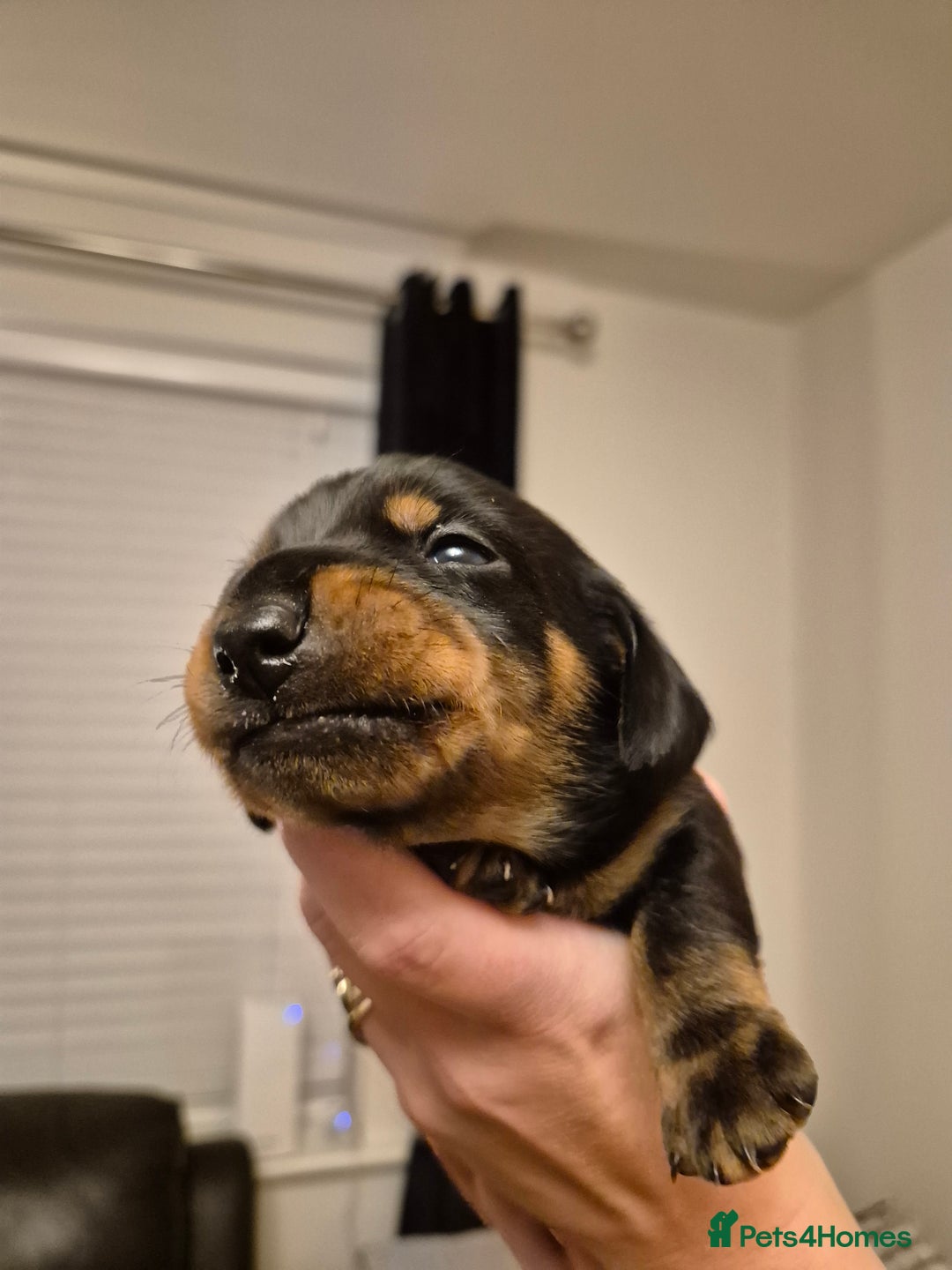 Miniature Dachshund dogs for sale: Beautiful Black & Tan Miniature Dachund Puppies - Advert 5