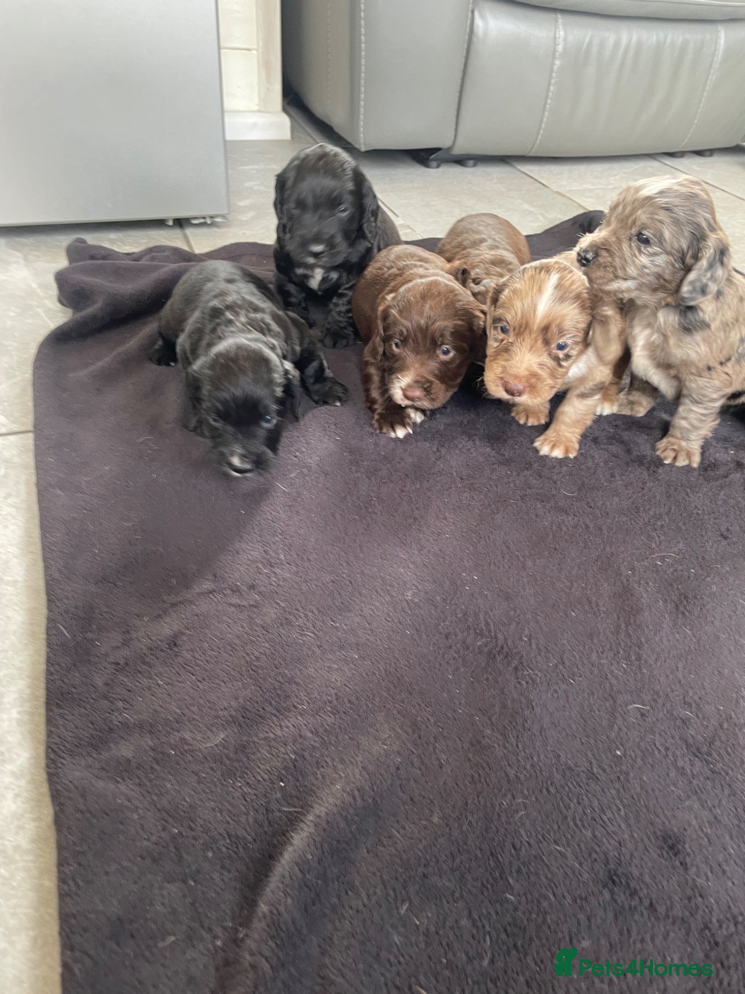 Cocker Spaniel dogs WORKING COCKER SPANIEL PUPS READY 26TH MAY - Advert 6