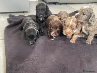 Cocker Spaniel dogs WORKING COCKER SPANIEL PUPS READY 26TH MAY - Advert 6