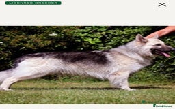 German Shepherd dogs for sale: Adorable GSD pups, straight back line, KC reg - Image 20