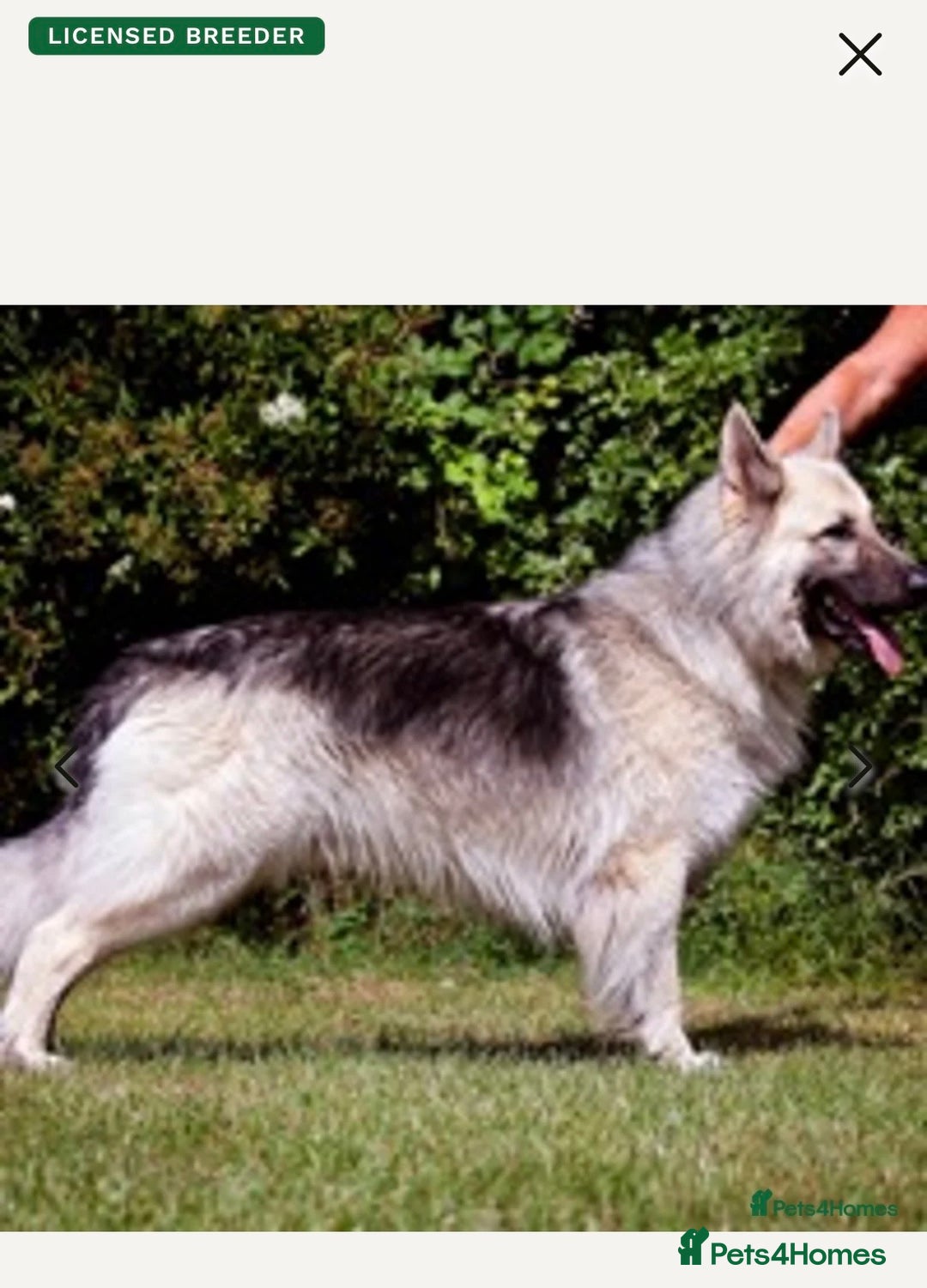 German Shepherd dogs for sale: Adorable GSD pups, straight back line, KC reg - Image 20