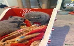 British Shorthair cats for sale: British blue shorthair kittens - Image 6