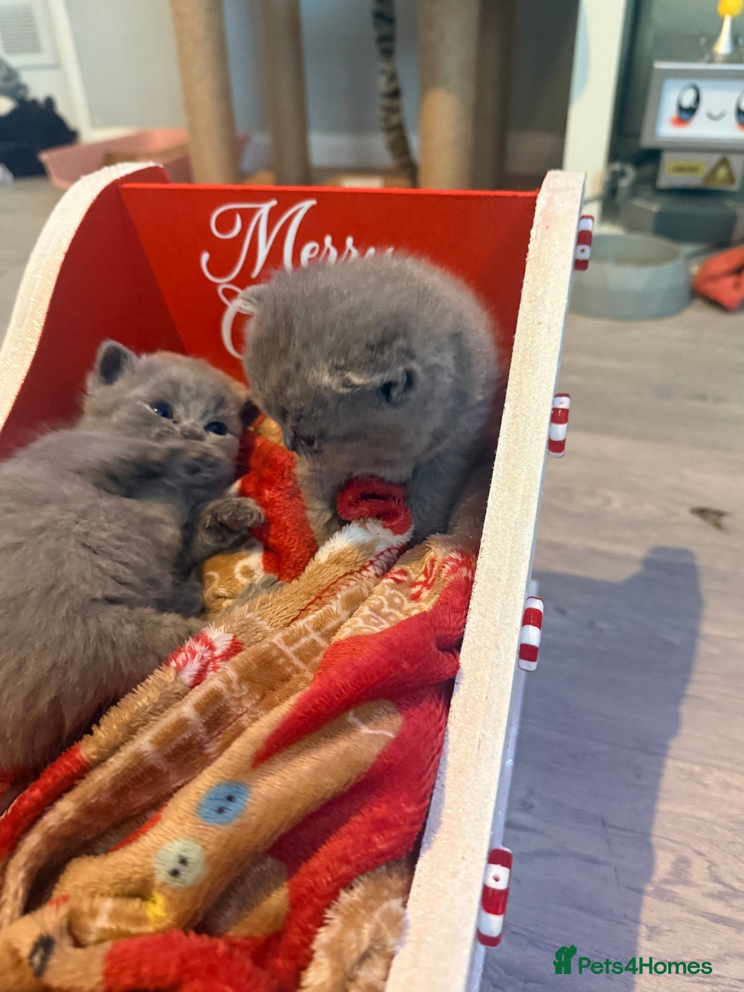 British Shorthair cats for sale: British blue shorthair kittens - Image 6