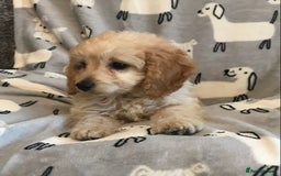 Cockapoo dogs for sale: 🐩🐶STUNNING F1 COCKAPOO PUPPIES🐶🐩 - Image 9