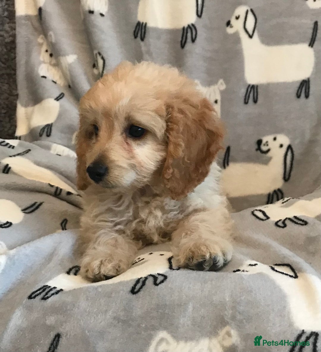 Cockapoo dogs for sale: 🐩🐶STUNNING F1 COCKAPOO PUPPIES🐶🐩 - Image 9