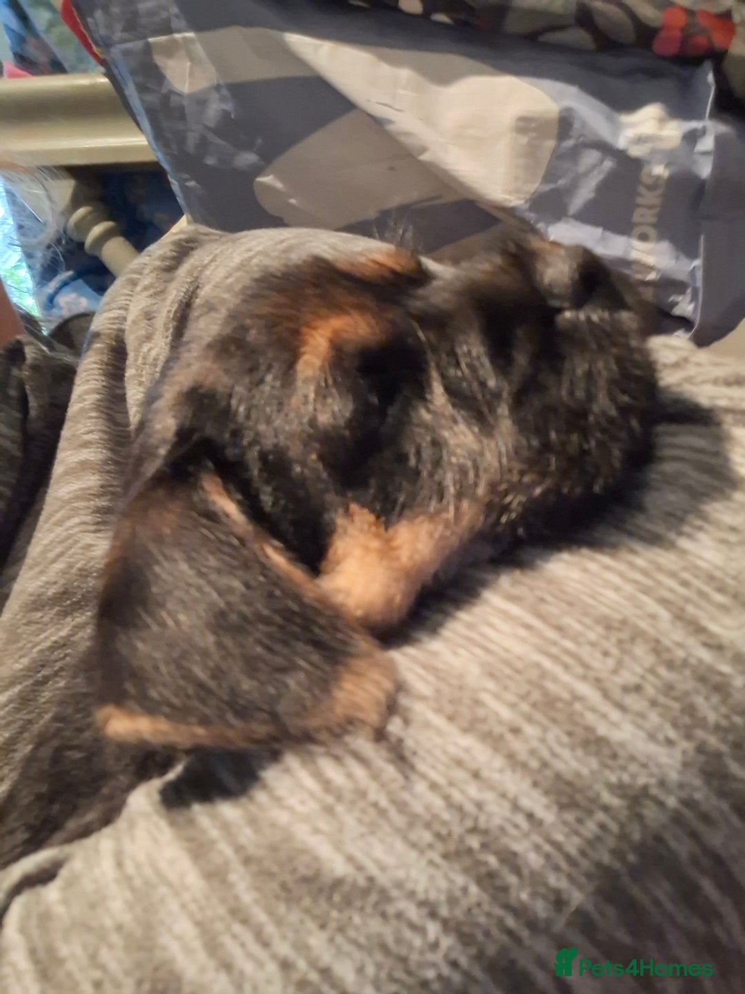 Border Terrier dogs for sale: Border Terrier KC registered 3x dogs for sale - Image 17