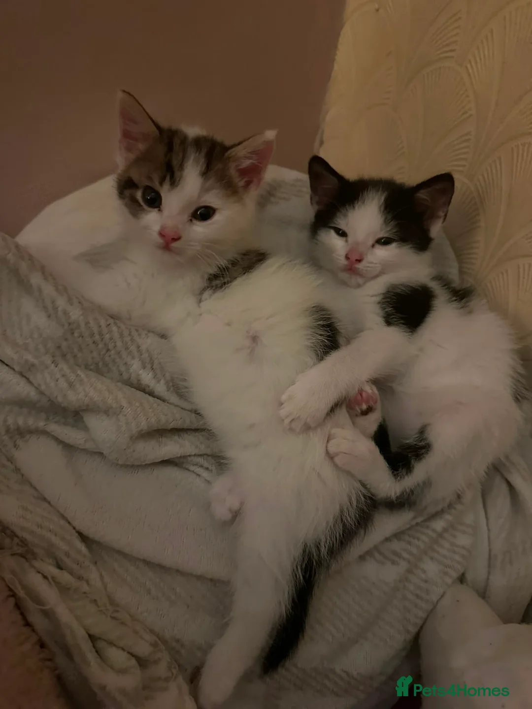 Mixed Breed cats for sale: Gorgeous, friendly, playful female kittens✨ - Advert 2