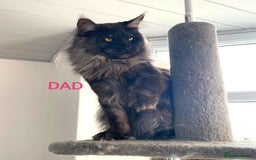 Maine Coon cats for sale: SHOW QUALITY MAINE COON KITTENS  - Image 21