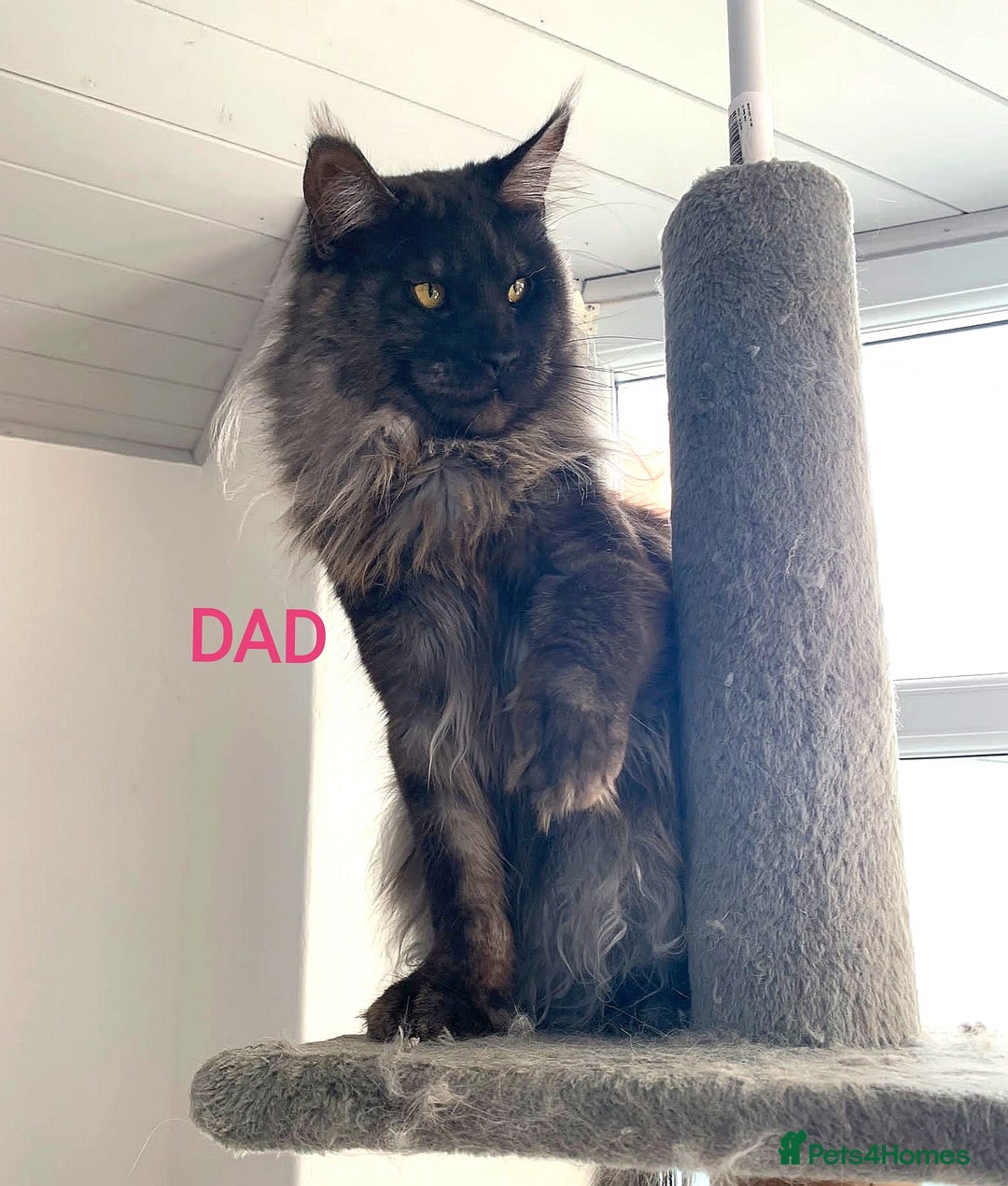 Maine Coon cats for sale: SHOW QUALITY MAINE COON KITTENS  - Image 21