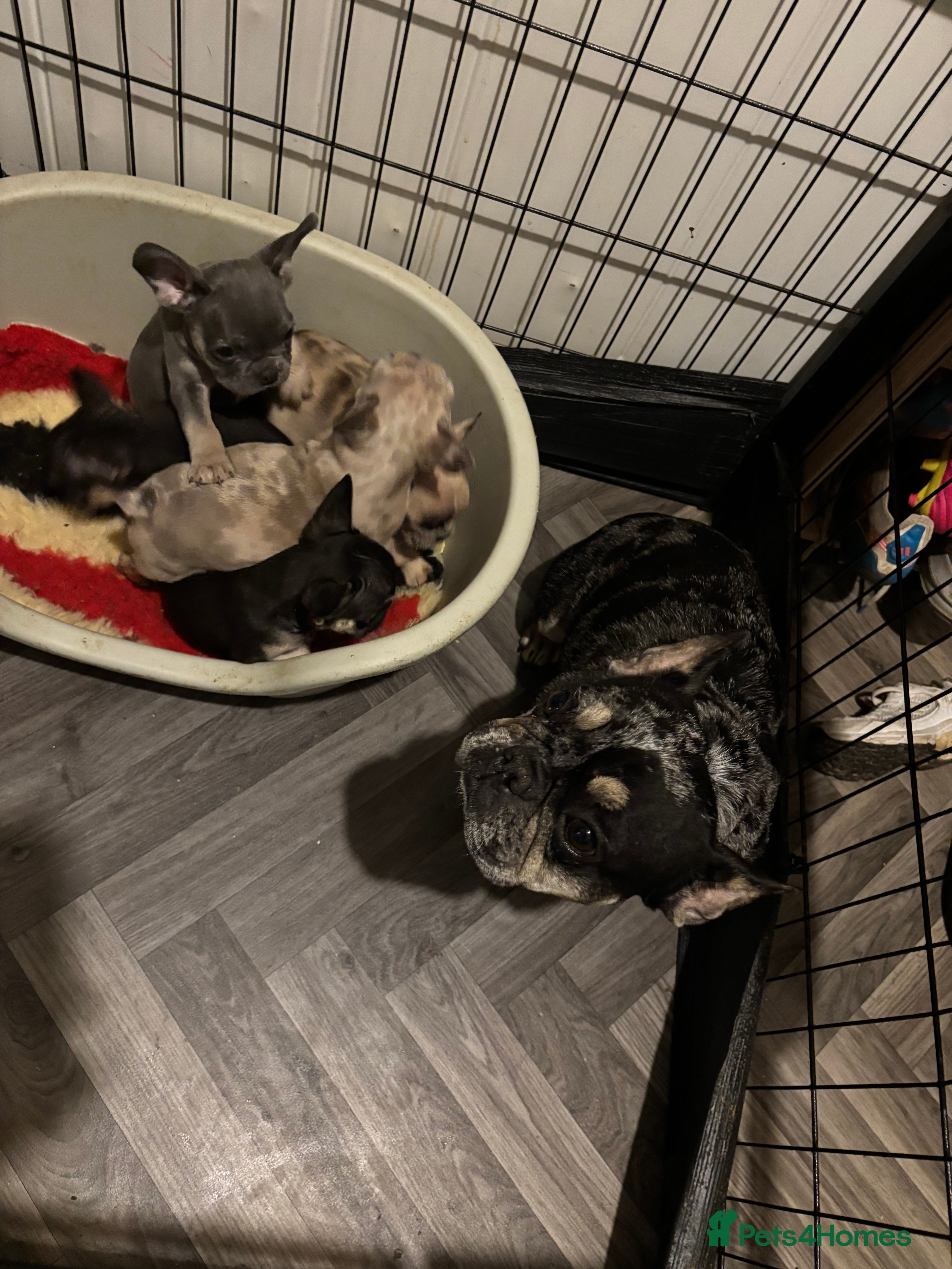 French Bulldog dogs French bulldog puppies  - Advert 2