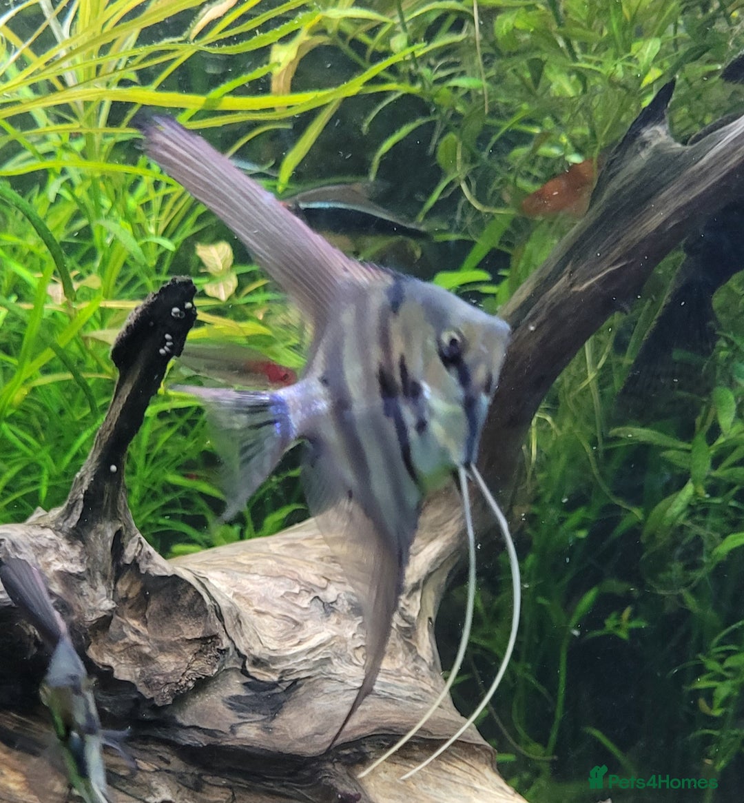 Angelfish fish for sale: Old school standard stripes Angel Fish - Advert 15