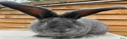 Continental Giant rabbits for sale: WE HAVE THE WORLD BIGGEST BUNNIES  - Advert 2