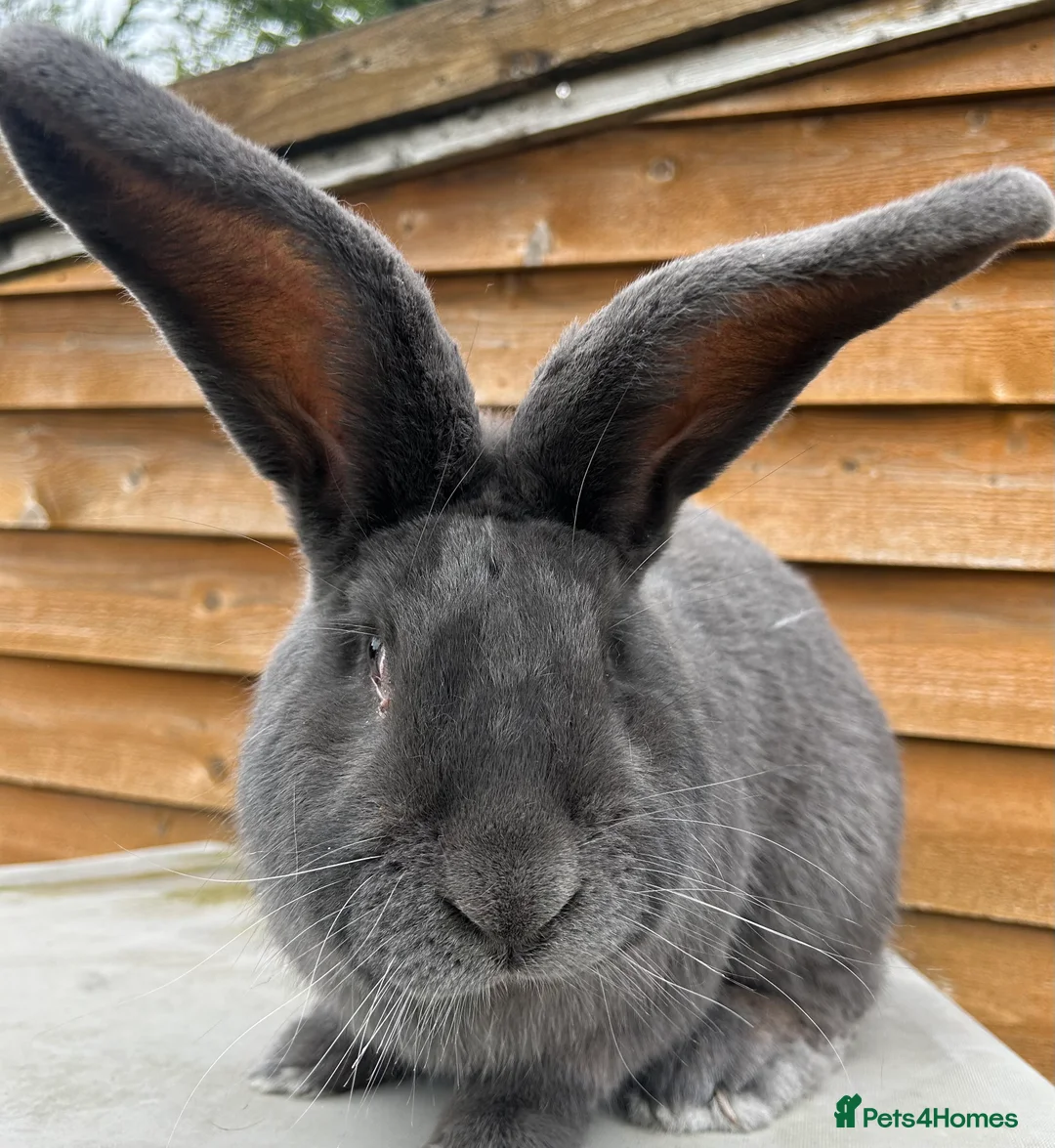 Continental Giant rabbits for sale: WE HAVE THE WORLD BIGGEST BUNNIES  - Advert 2