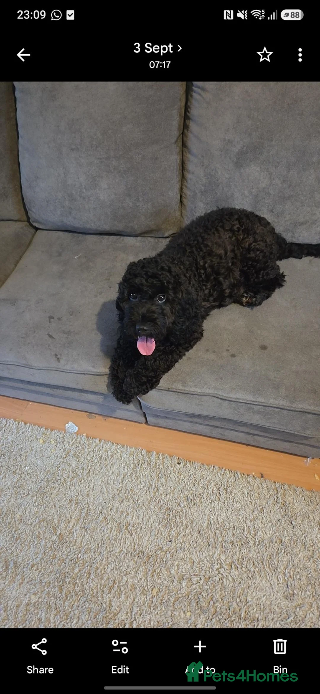 Cockapoo dogs for sale: Cockapoo pups in Widnes - Advert 1